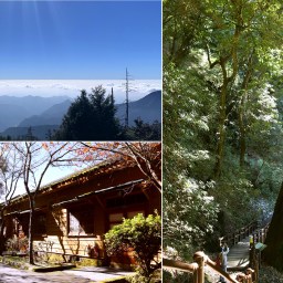 台中和平｜大雪山國家森林遊樂區｜小神木一點也不小．遠眺群山雲海大景