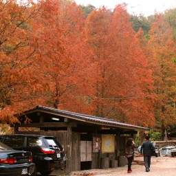 新竹新埔｜九芎湖步道群_九福步道｜賞落羽松．新埔悠閒散策指南