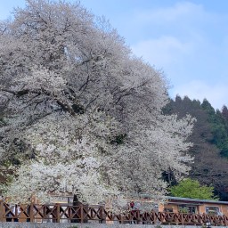 苗栗住宿｜觀霧山莊｜霧社櫻王．聖稜線一次收藏起來