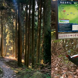 苗栗健行｜檜山巨木群．觀霧瀑布步道｜迷霧森林中的巨木．晨曦裡的藍腹鷴