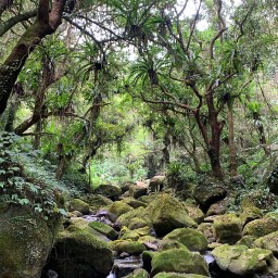 新竹尖石｜馬胎古道｜有著綠鬱溪谷的部落古道
