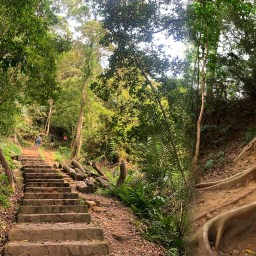 新竹芎林｜飛鳳山．觀日坪步道｜來看板根樹．順便撿個小百岳