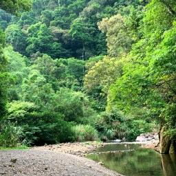 新北坪林｜金瓜寮魚蕨步道｜夏日親水野溪小徑