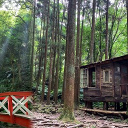 新竹關西｜馬武督探索森林｜老樹．瀑布．漫步綠光森林