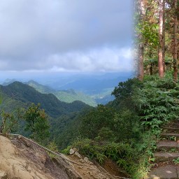 苗栗獅潭｜仙山登山步道｜穿過杉木小徑．遠眺綿延山峰