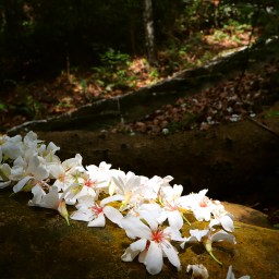 新竹湖口｜仁和．金獅步道｜山頂上的茶園．光影下的油桐花
