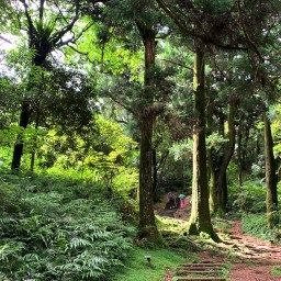 桃園復興｜東眼山自導式步道｜漫步仙氣柳杉林．清涼系小百岳